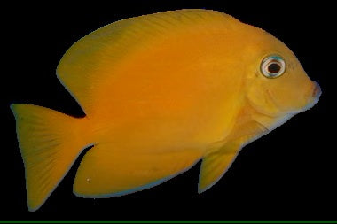 Yellow Bristle Tooth Tang (Blue Eye)