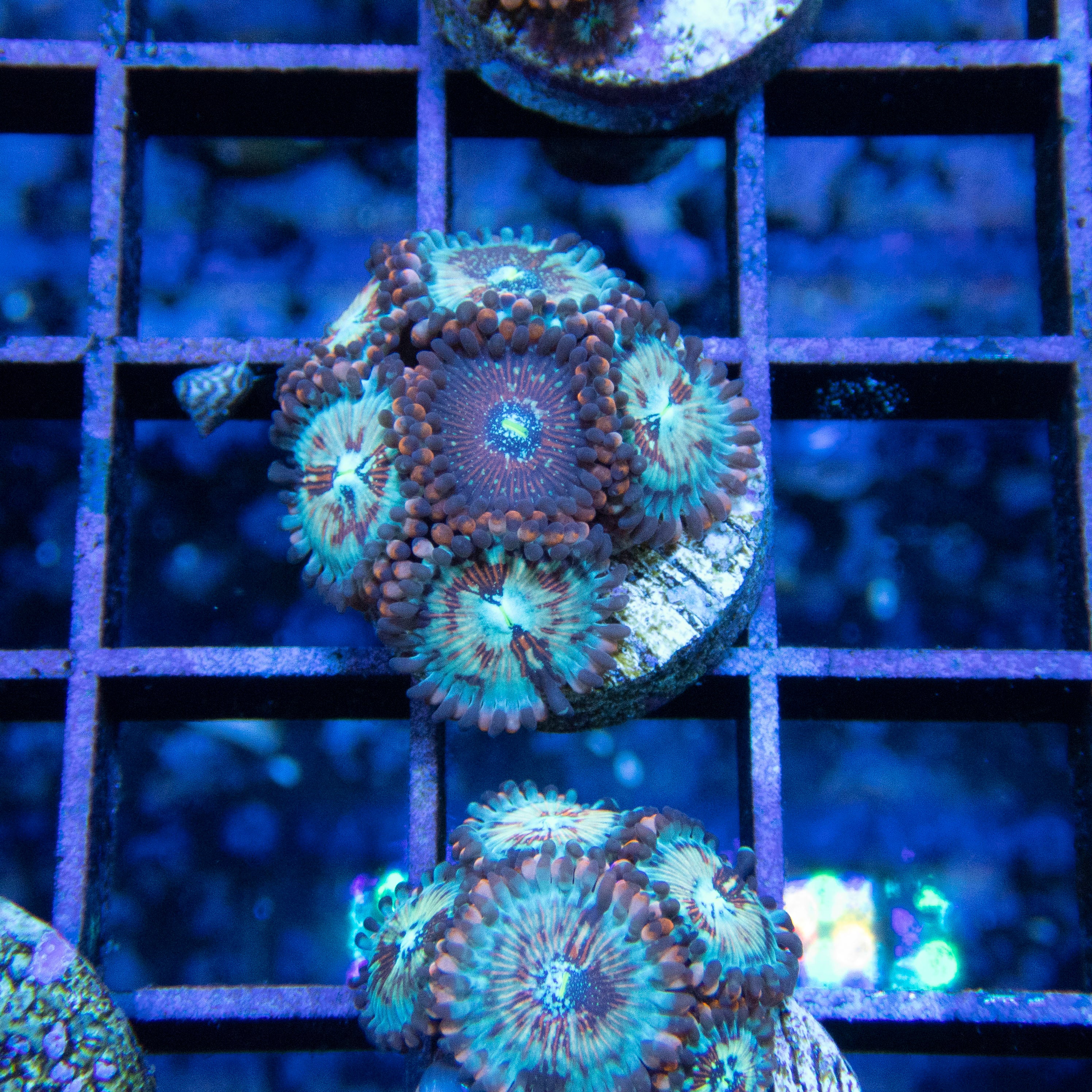 White Zombie Zoa