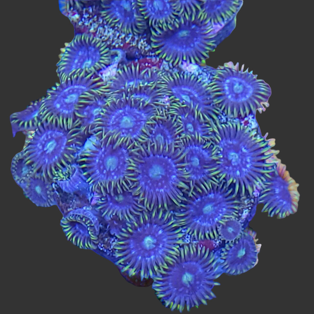 Blueberry Fields Zoa