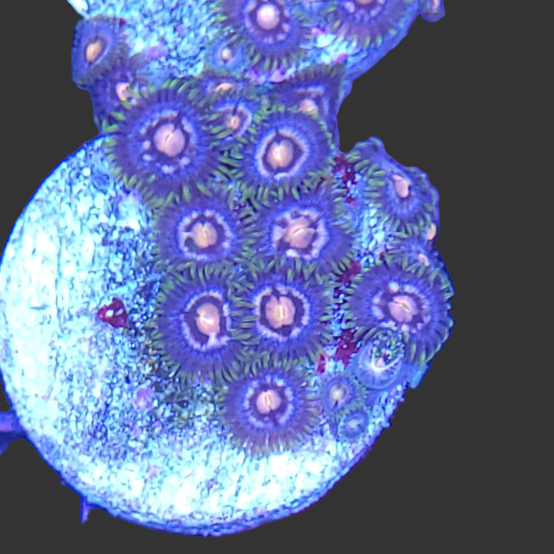 Armegeddon Zoa