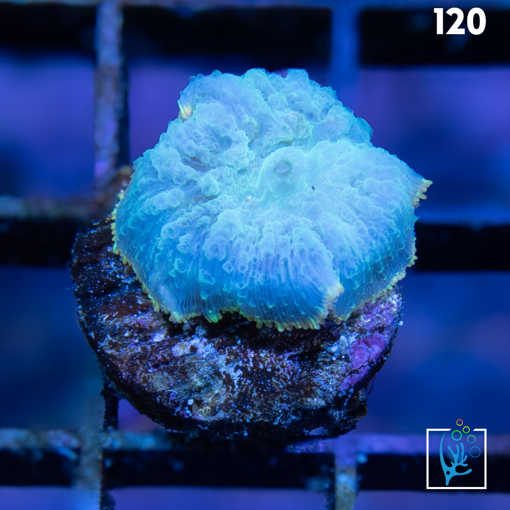 Blue Rhodactis Mushroom