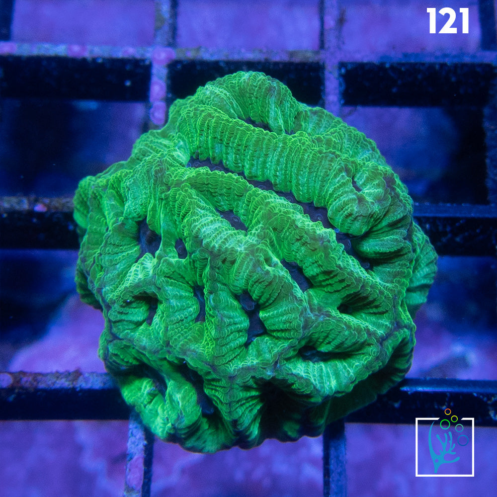 Blue/Green Maze Brain