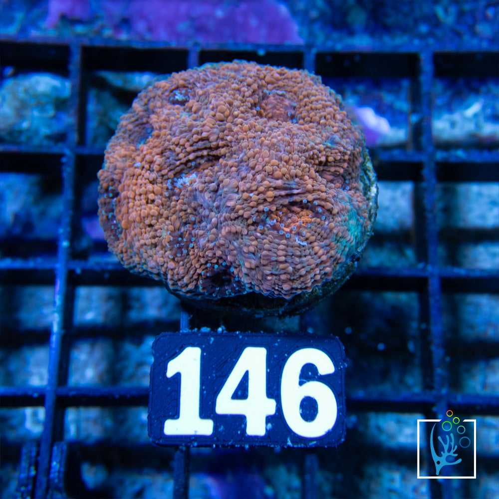 Acan Echinata