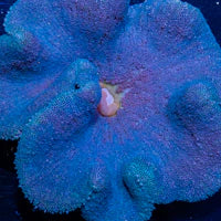 Blue Carpet Anemone