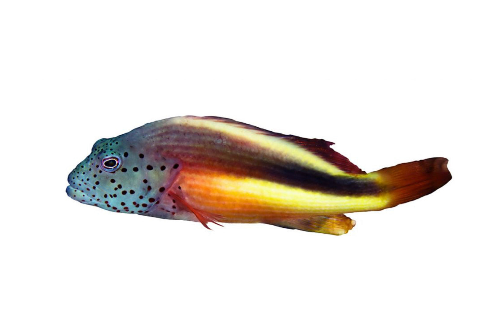 Freckled Hawkfish