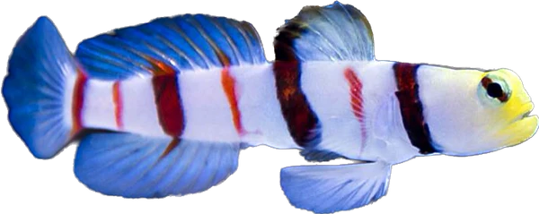 Dracula Goby