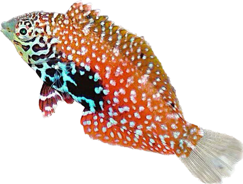 Blue Star Leopard Wrasse Female