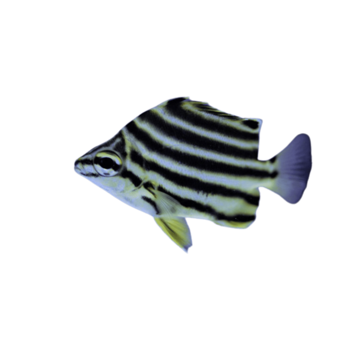Aussie Stripey