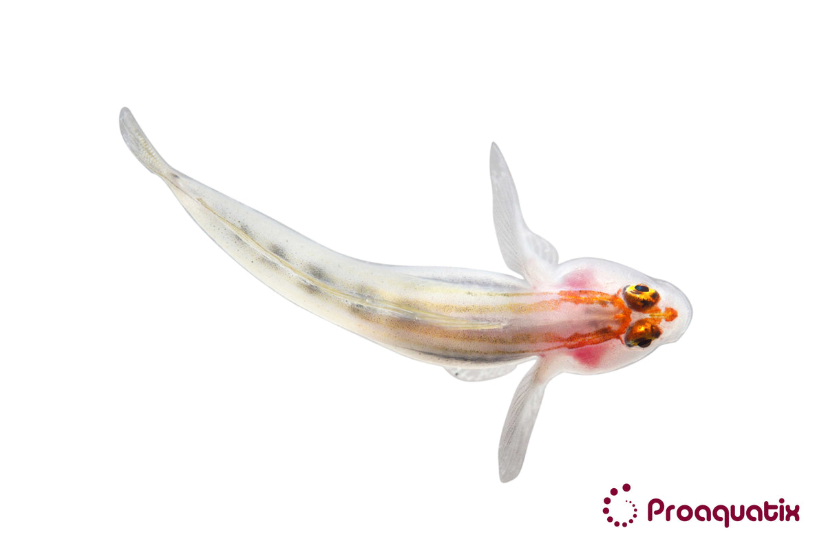 Red Head Goby