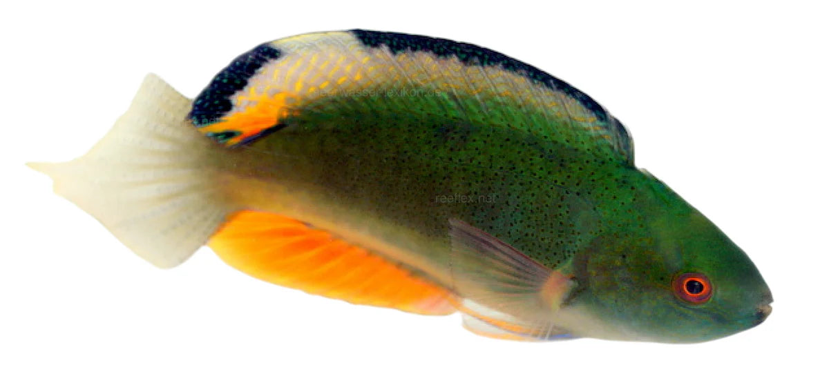 Blackfin Fairy wrasse