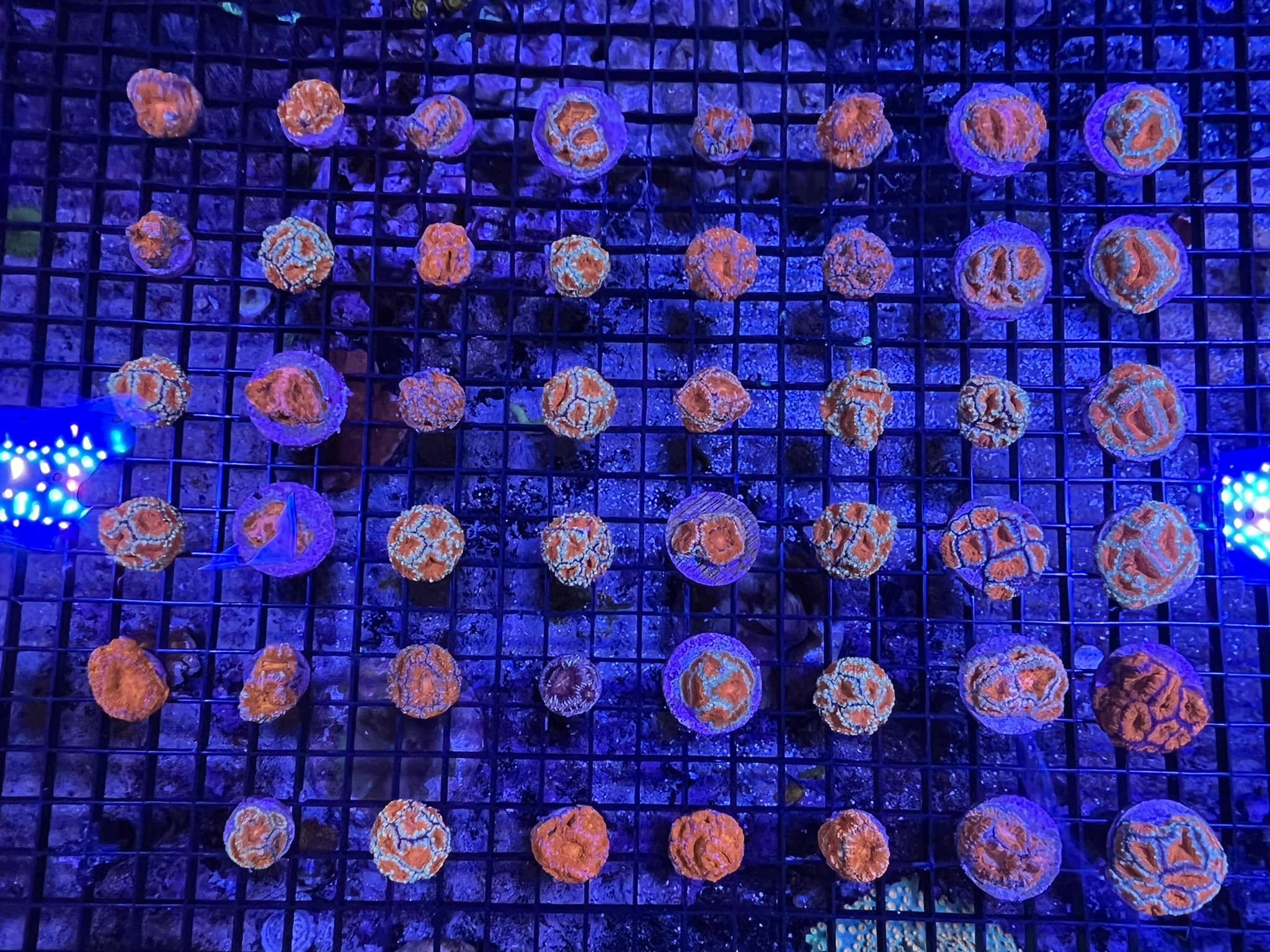 Assorted Acan Frags