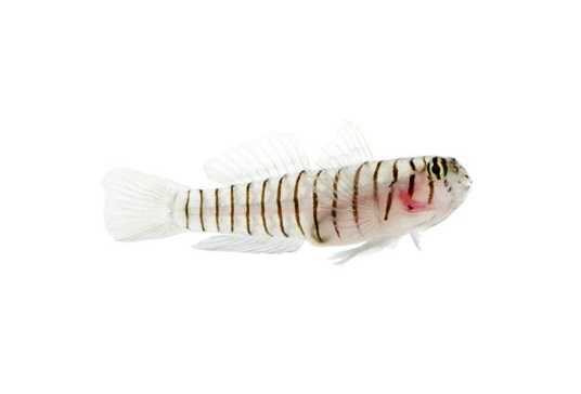 Tiger Goby (Captive Bred)