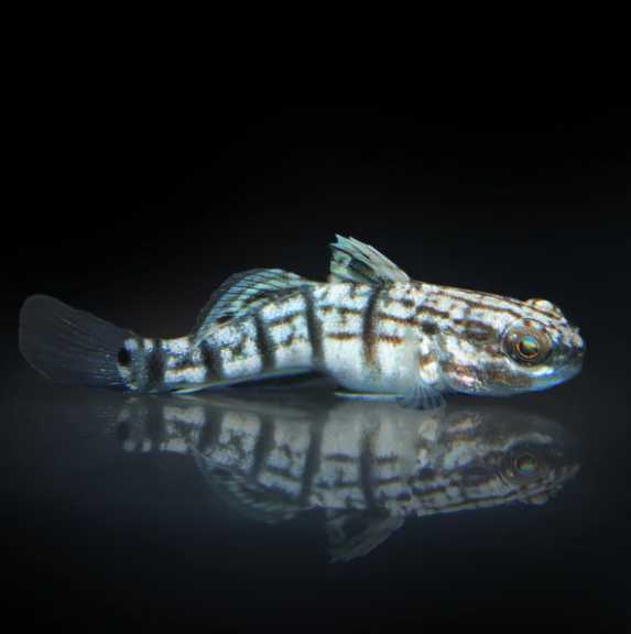 Bullet Goby (Captive bred - Botia)