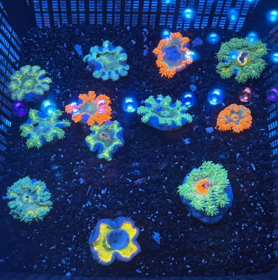 Ultra Rock Flower Anemone