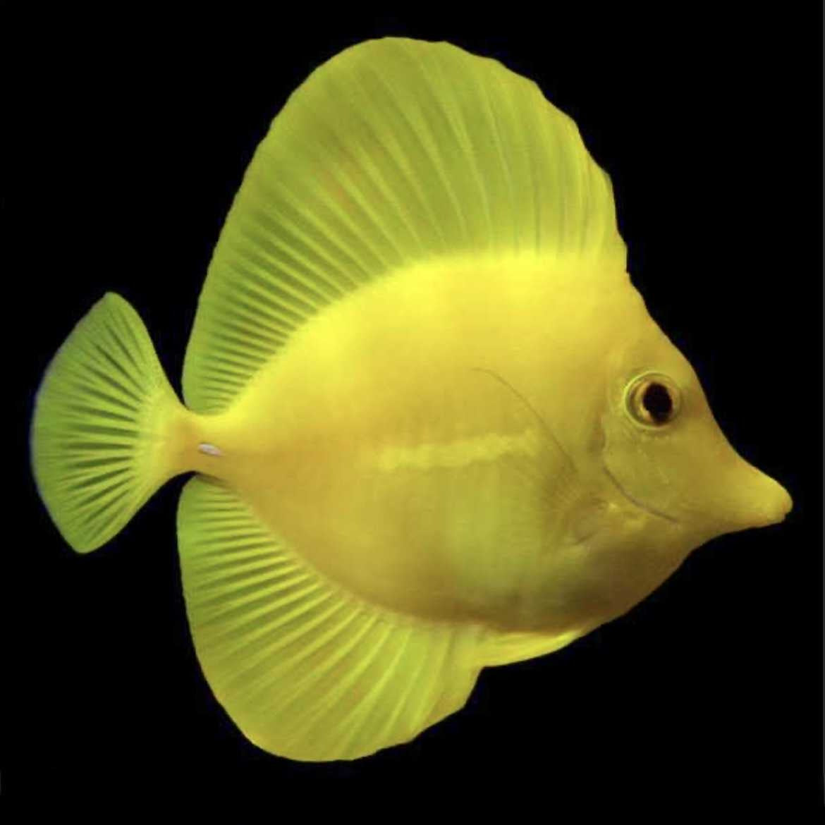 Yellow Tang (Biota Captive bred)