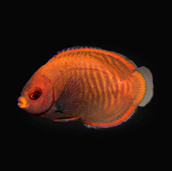 Golden Angelfish (Biota Captive bred)