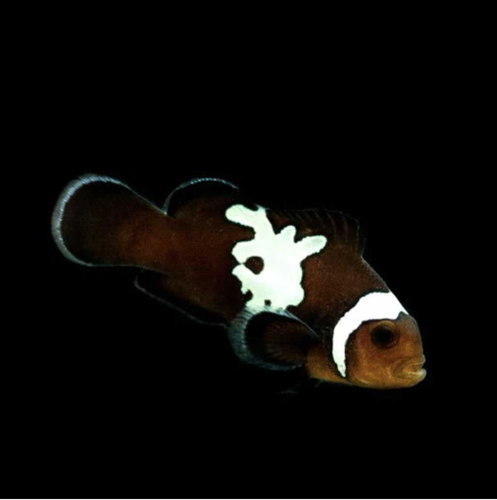 Midnight Lightning Clownfish (Captive bred biota)