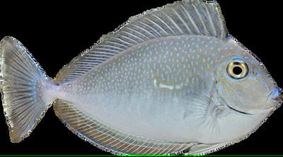 Blue lips Unicorn Tang