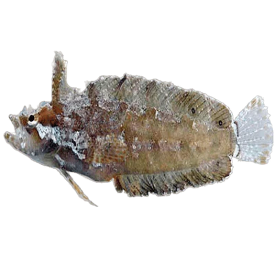Rhino Blenny