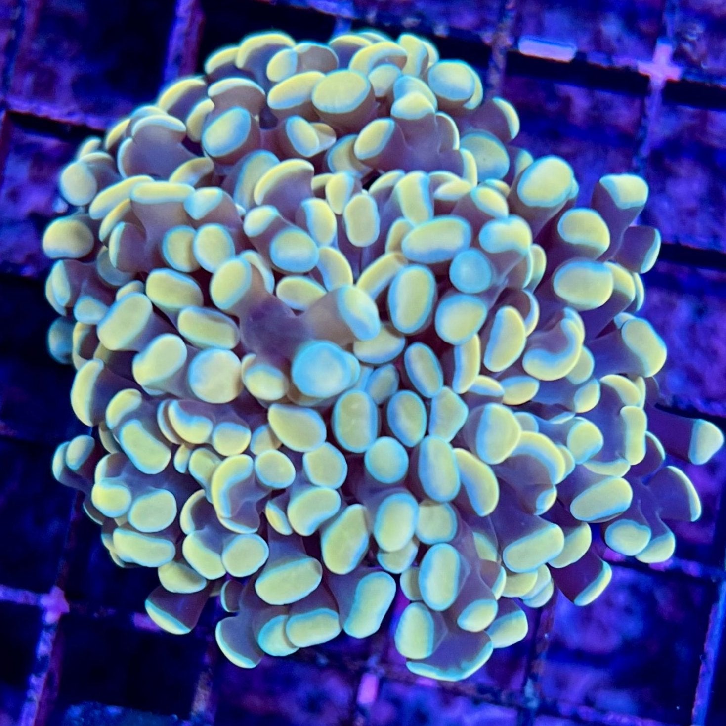 Gold Rainbow Hammer Frags