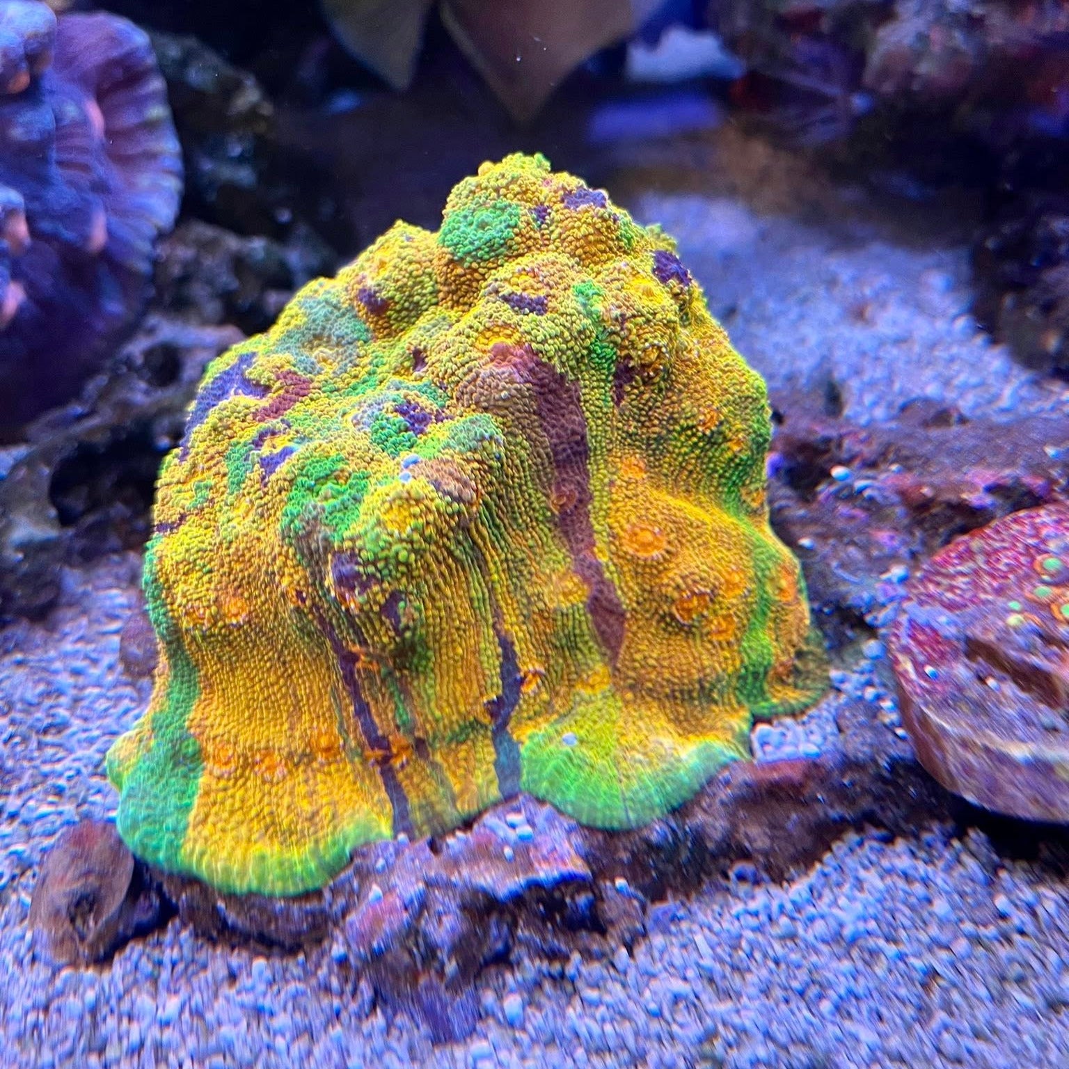 OG Crayola Meltdown Mummy Eye Chalice