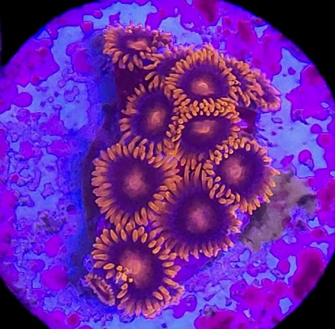 Orange Bam Bam Zoa