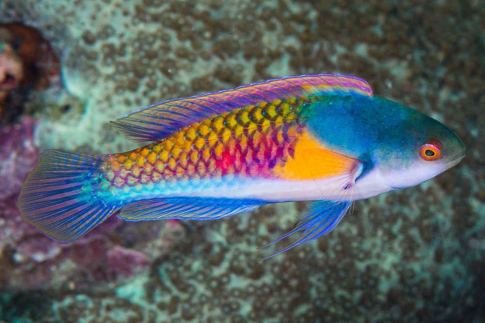 Yellow Flanked Fairy Wrasse Male