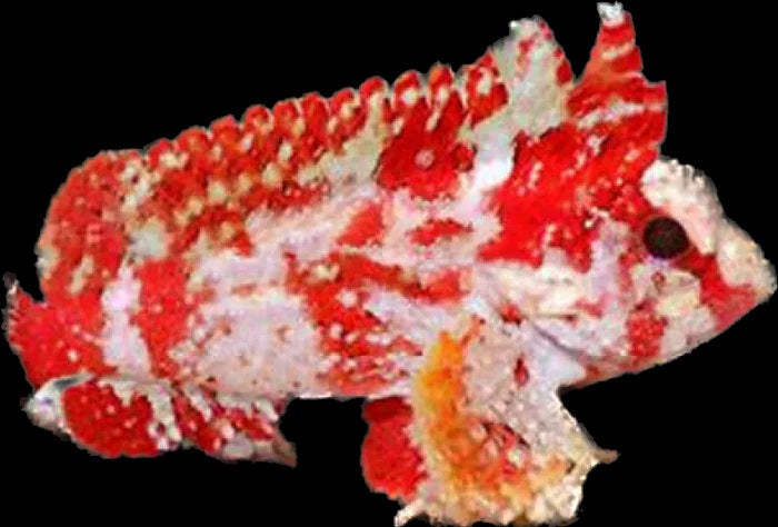 Pygmy Waspfish