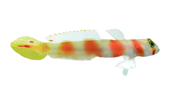 Pink Bar Aurora Goby