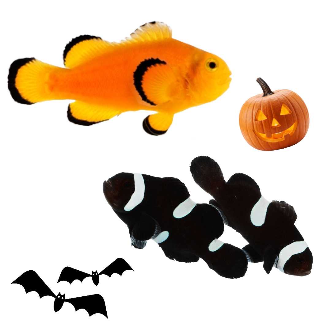 Bogus bar Clown Fish (Captive bred ProAquatix)