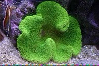 Green Carpet Anemone