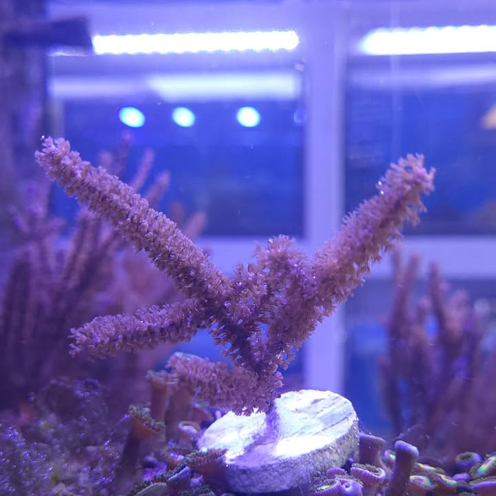 Bottle Brush Gorgonian