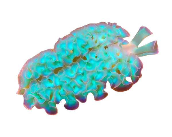 Lettuce Nudibranch