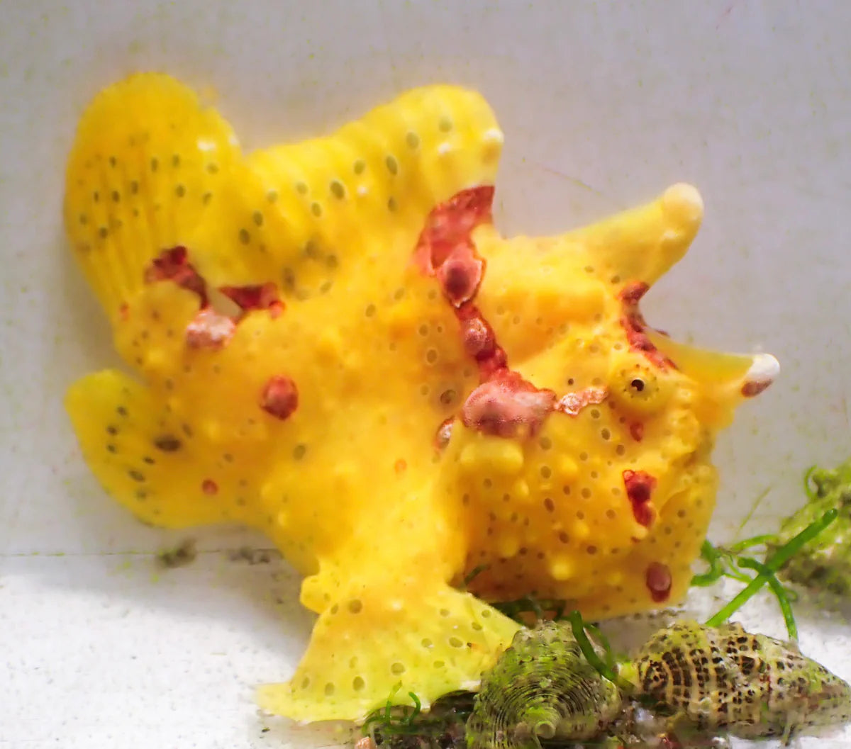 Warty Frog Fish