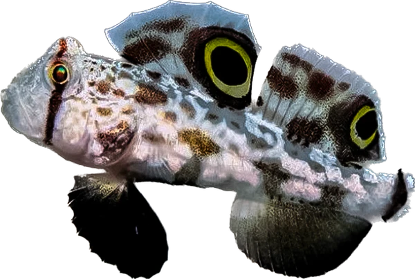 Two Spot Goby