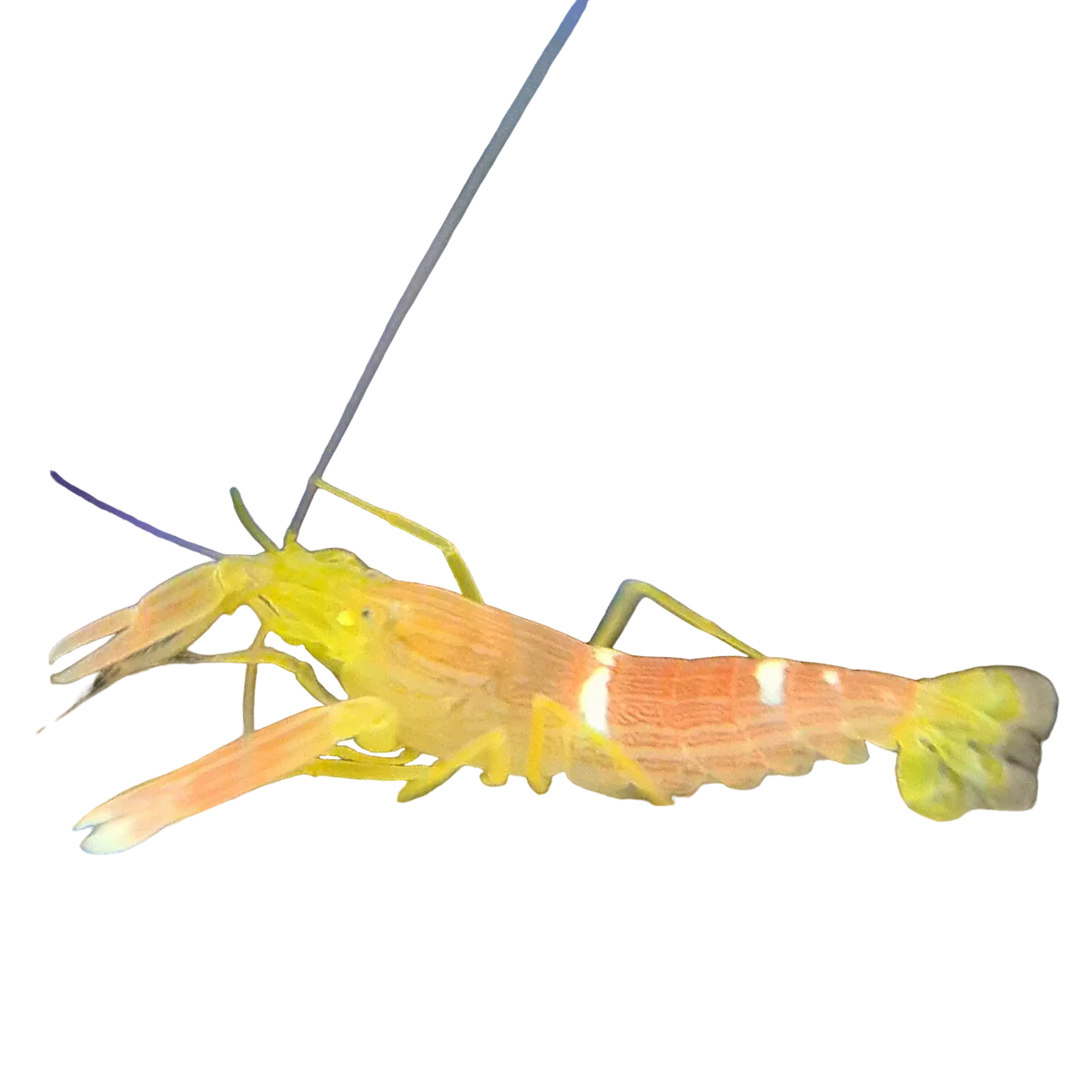 Yellow and Peach Pistol Shrimp