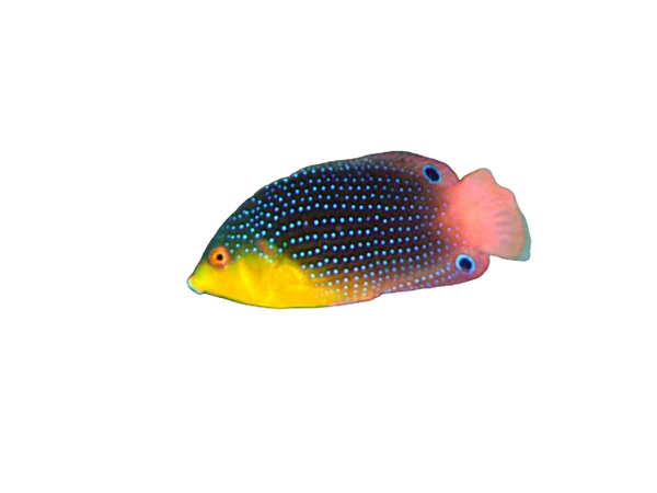 Yellowchest Twist Wrasse