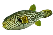 Retticulated Puffer