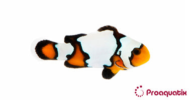 Black Ice Snowflake Clown Fish