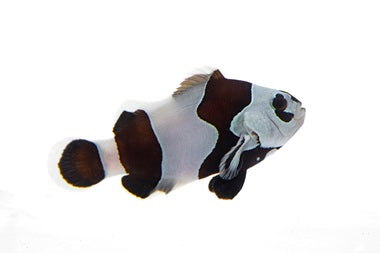 Black Semi Storm Clown Fish