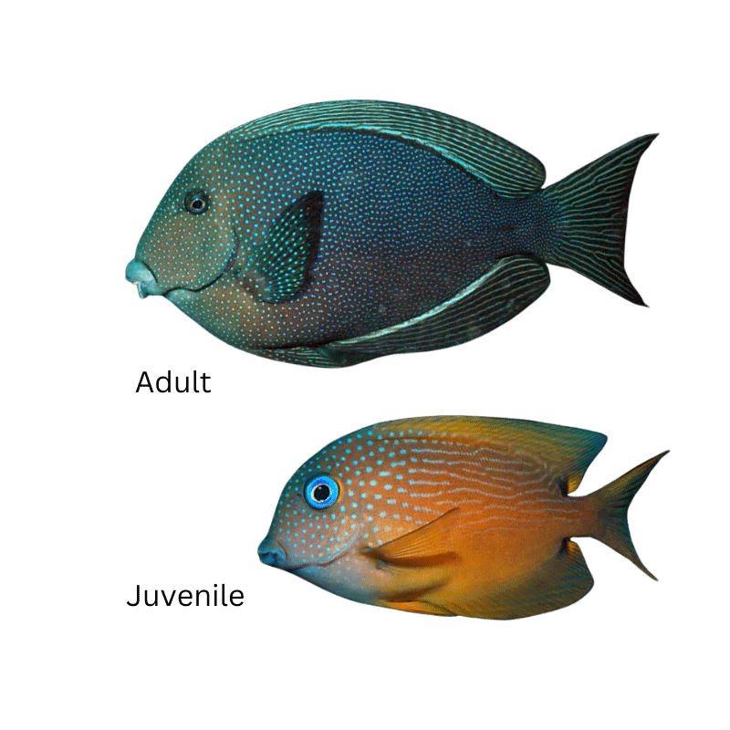 Blue eye kole tang