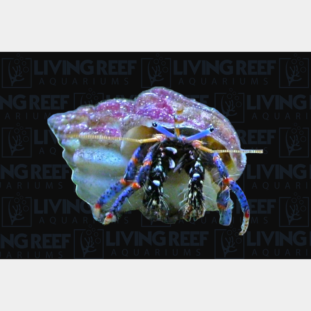 Blue Legged Hermit Crab