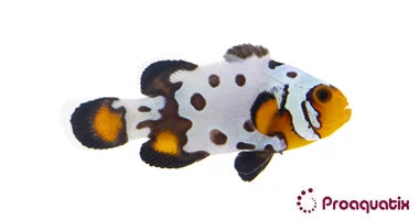 Bullet hole Clown Fish (Captive bred ProAquatix)