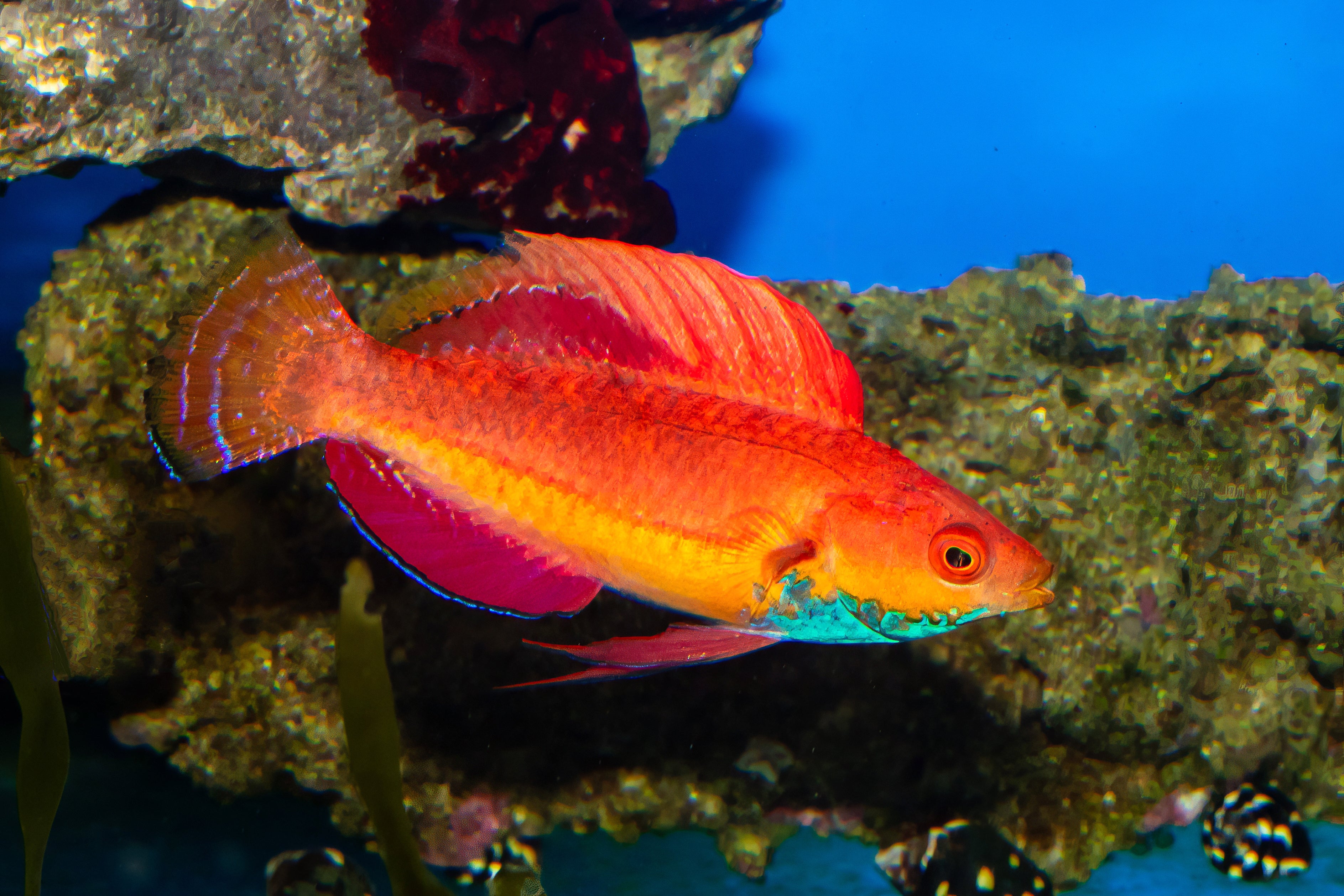 Blue Throated Fairy Wrasse