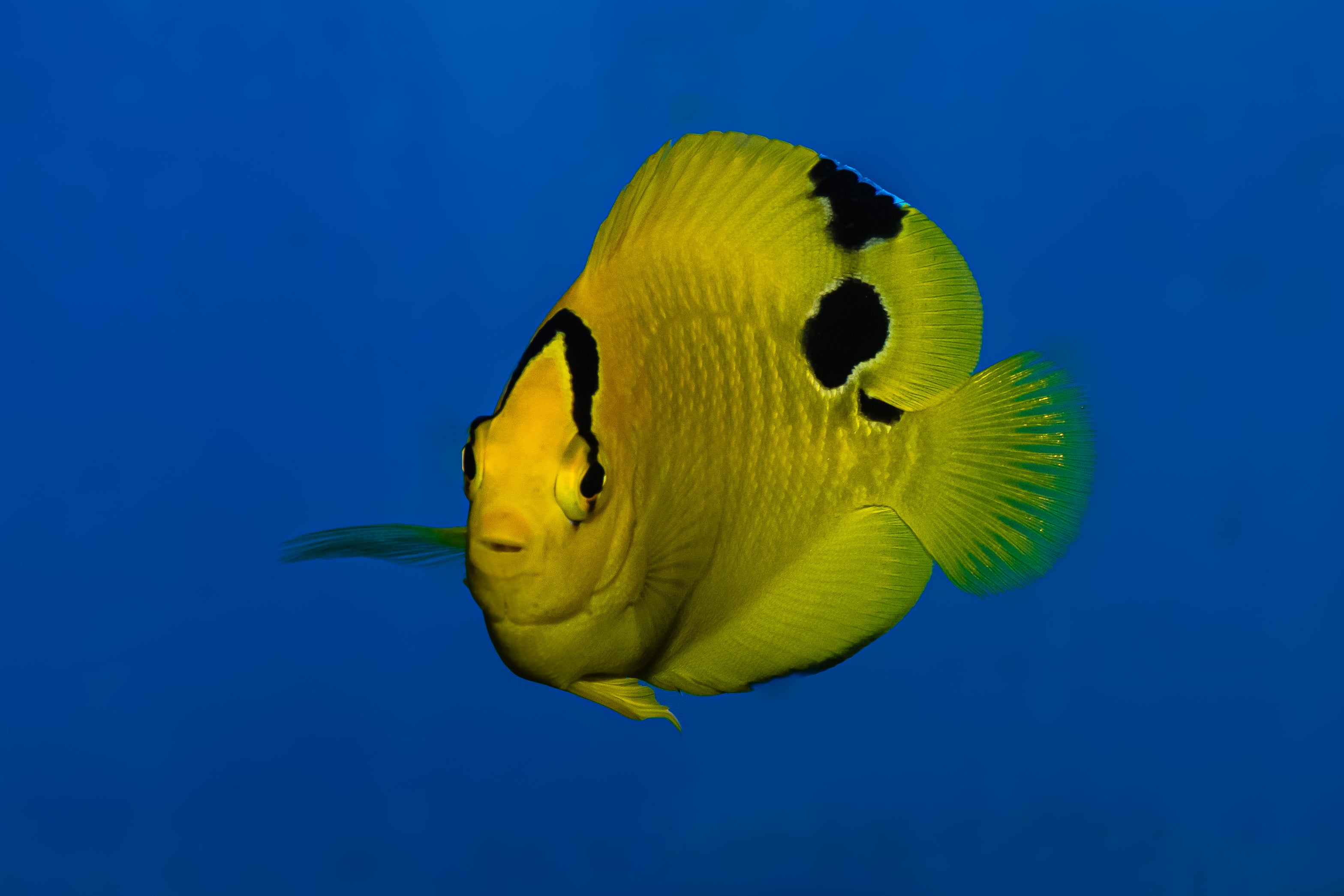 Goldflake Angelfish (Biota Captive bred)