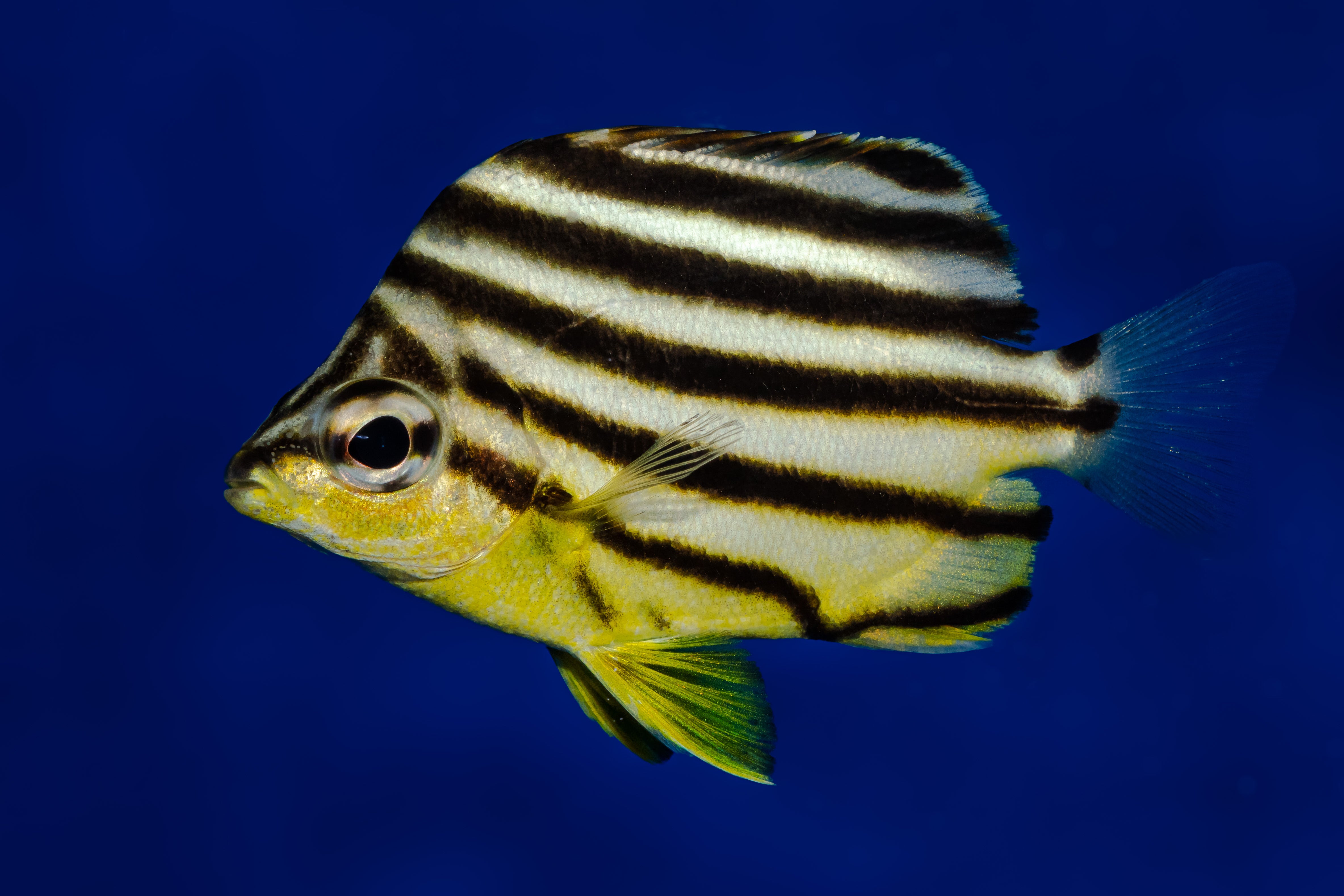 Aussie Stripey
