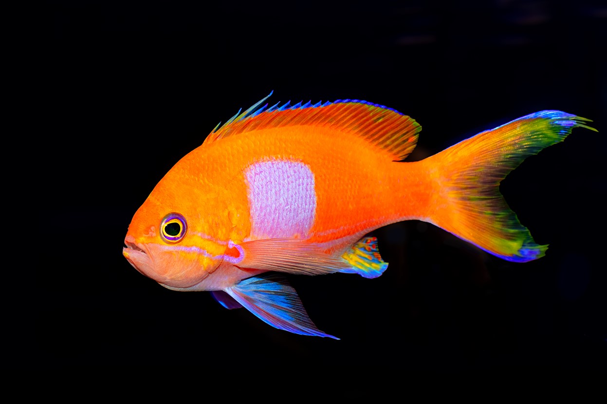 Square Block Anthias