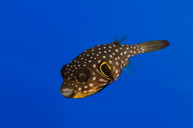 Stars & Stripes Puffer