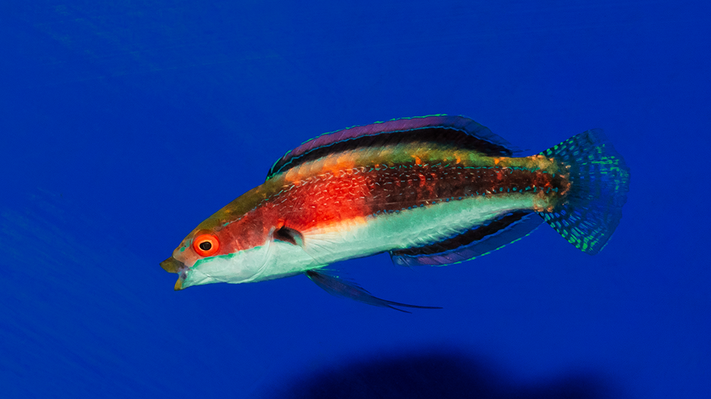 Katherines fairy wrasse SUPER MALE
