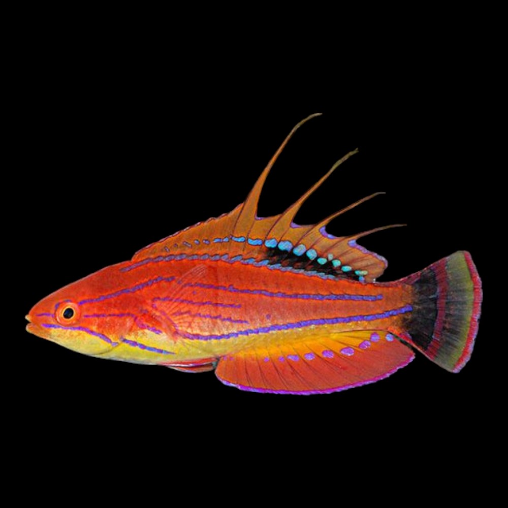 Carpenters Fairy Wrasse